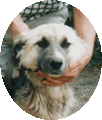 Bella, dolce cagnolina rinchiusa in canile dal 2003