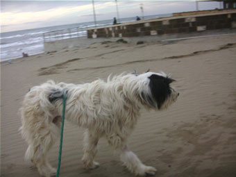 Ruffo scopre il mare - 6 gennaio 2003